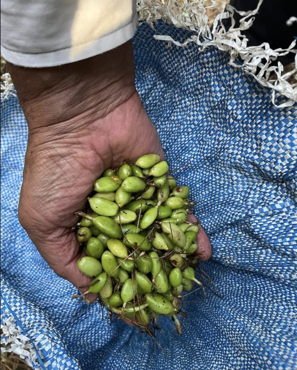 Cardamom